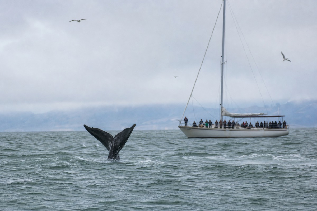 Whales of the Bay Cruise