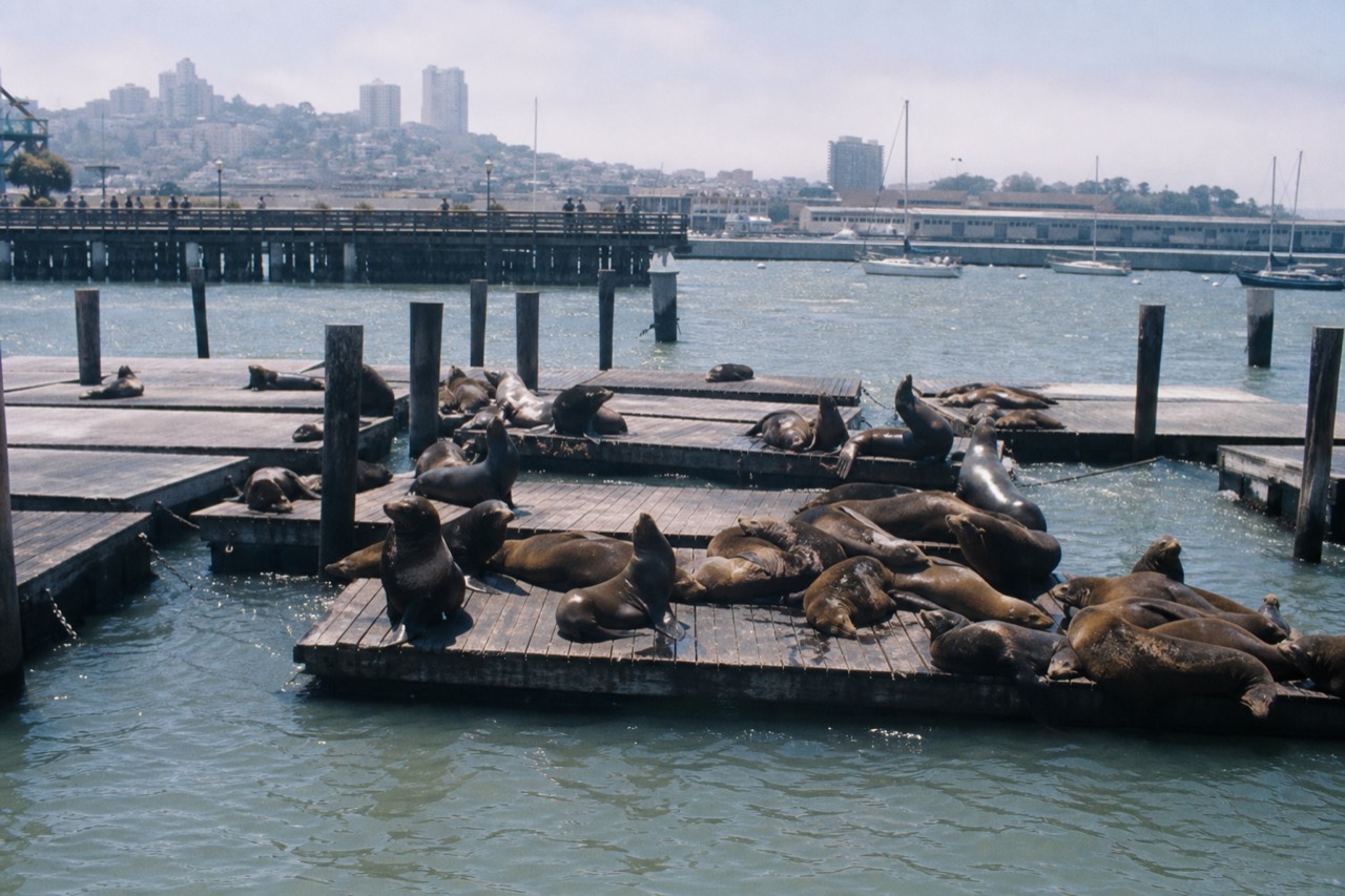 The boarding gangway at Pier 39 with white tour boats moored along the dock, the open bay and the low grey silhouette of Alcatraz beyond in flat afternoon light.