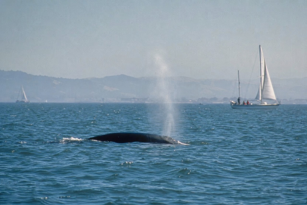 A small whale-watching boat crossing a wide, calm bay toward distant coastal mountains under soft morning haze, a long low wake trailing behind.