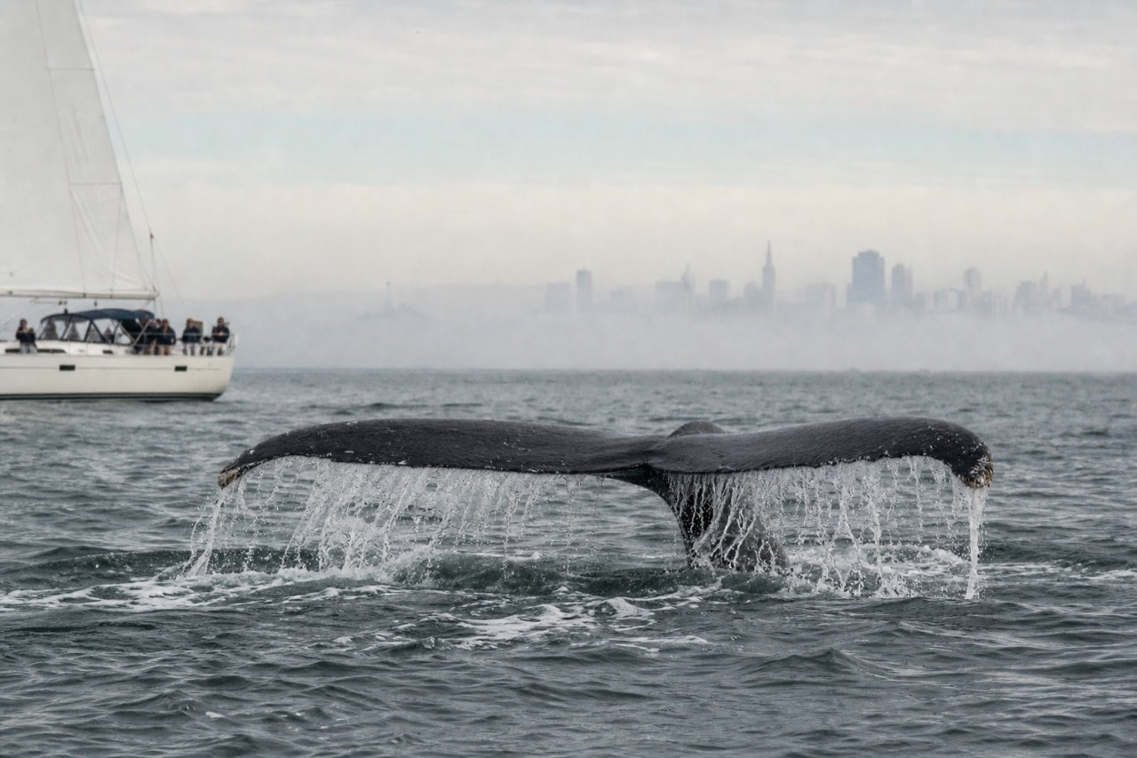A humpback whale lunge-feeding at the surface in deep blue water, mouth wide open and throat pleats bulging, gulls diving around the churn.