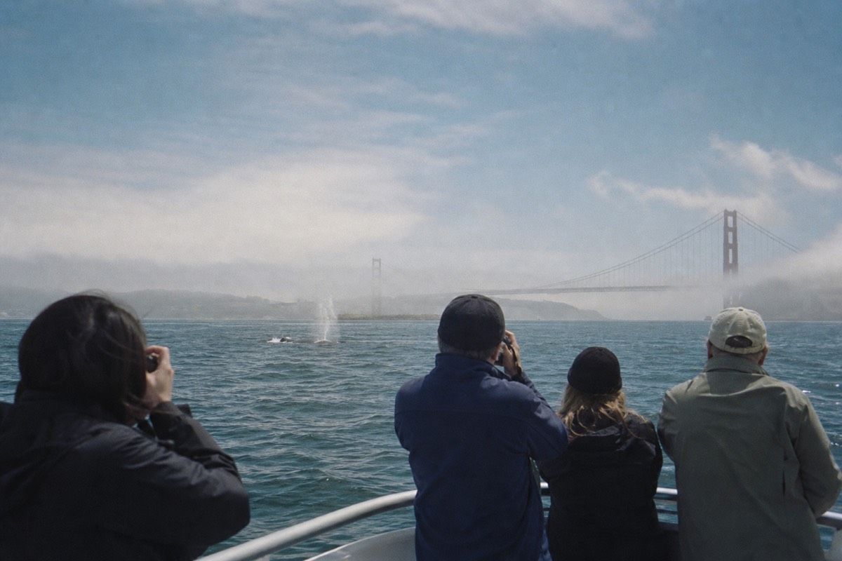 A naturalist-led wildlife boat on the water just outside the Golden Gate, a whale spout in the distance under an open sky